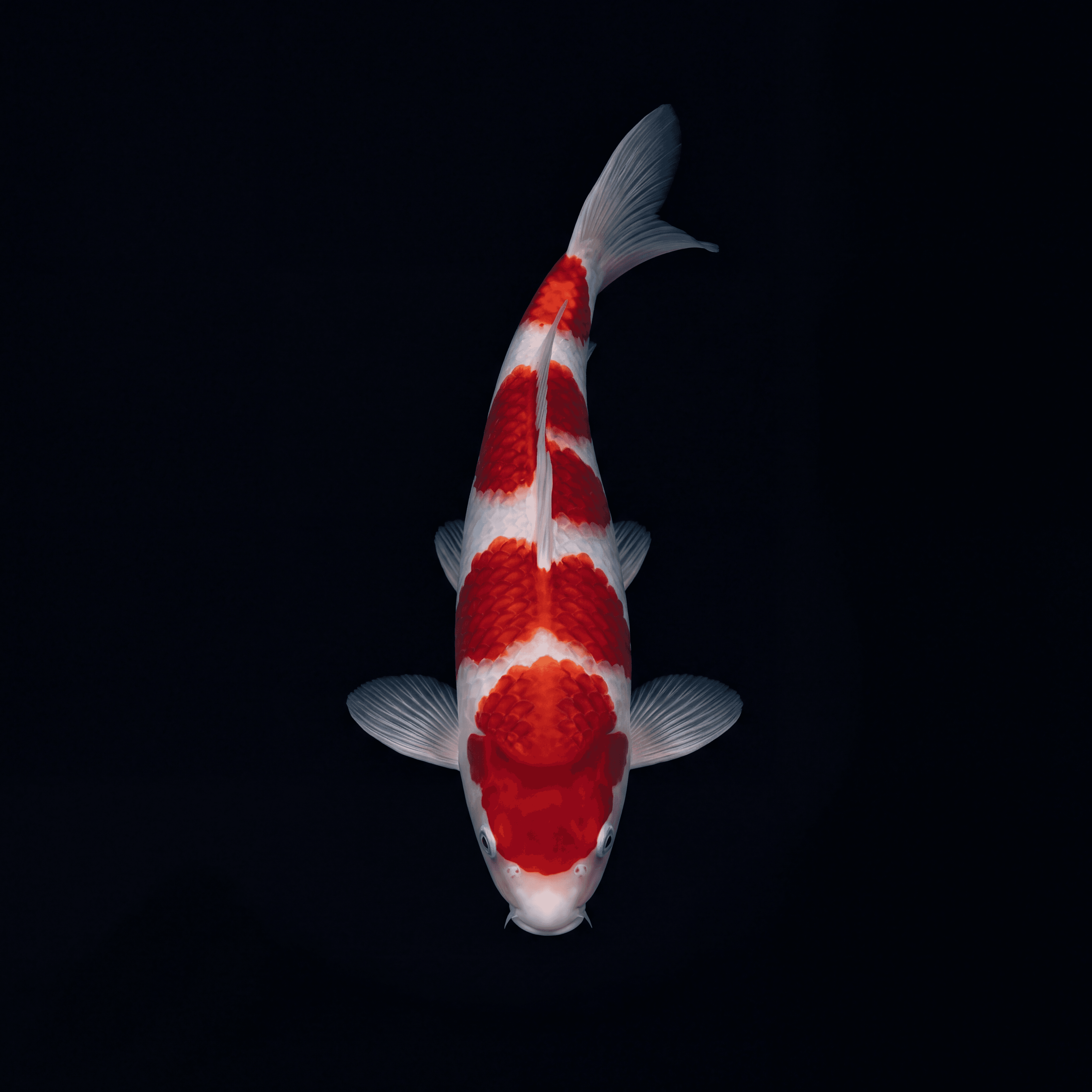 Kohaku No. 27 — registered koi